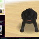 A Summer Games Done Quick speedrunner prepares to play Nintendogs with their virtual puppy.